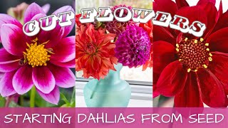 2024 Seed Starting - Dahlias From Seed 🌸 || How To Grow Dahlias From Seed