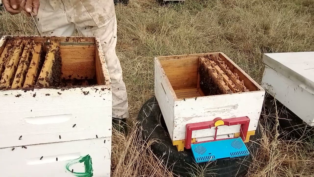 نزع العاسلة وترتيب الاطارات خلال الخريف. درس تطبيقي للمبتدئين في تربية النحل (13/10/22)