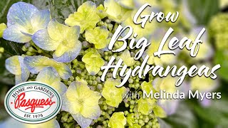 How to Grow Blue or Pink Hydrangeas - Bigleaf Hydrangeas All About Blue Or Pink Hydrangeas Hydrangea Macrophylla Bigleaf Hydrangeas
