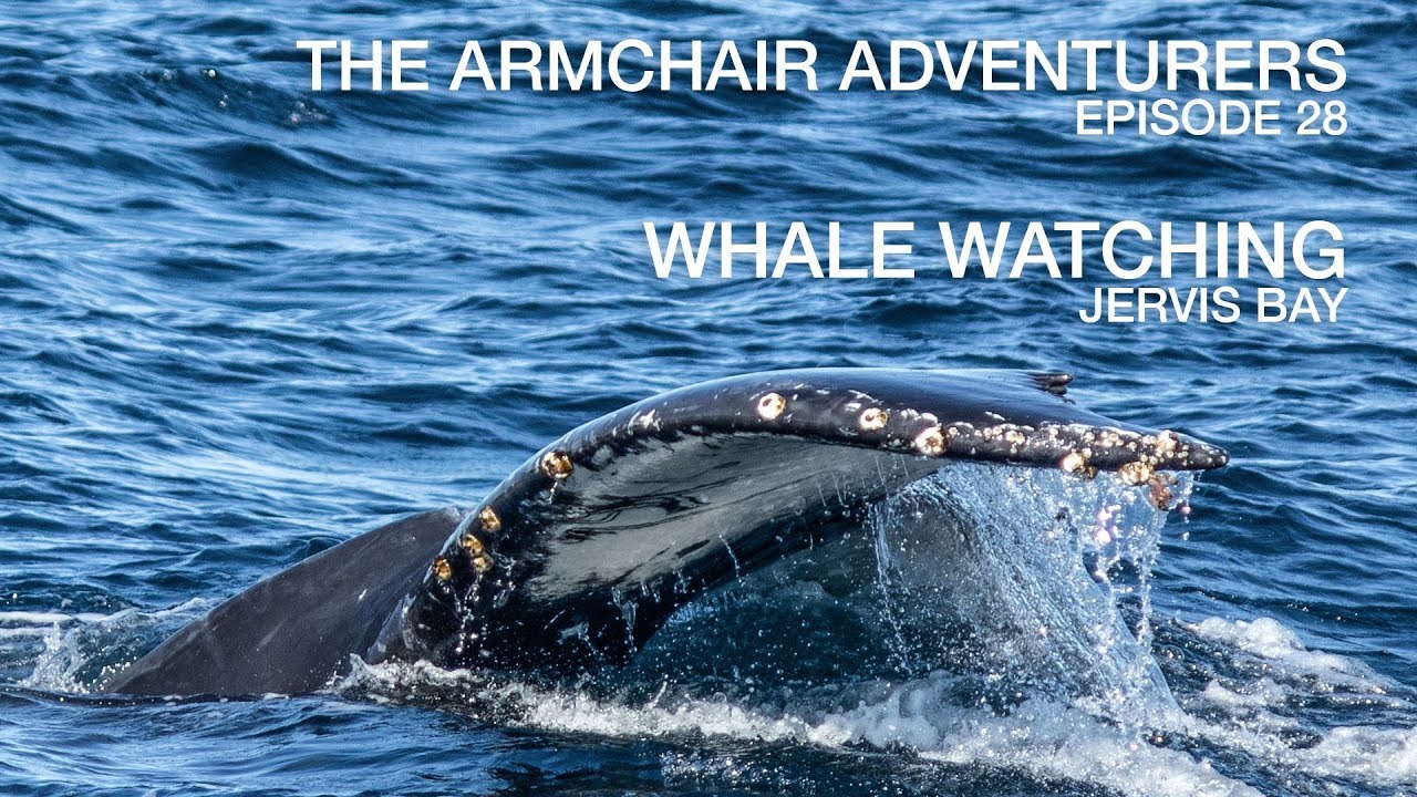 Ep.28 - Whale Watching in Jervis Bay - YouTube