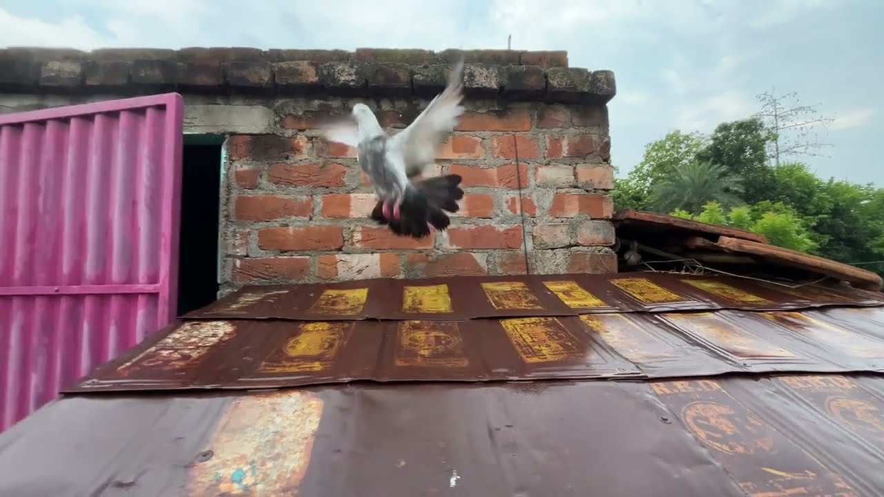 আবার পায়রা উরে গেলো 🕊️🧿🧿 #montuvlogs #tranding #viwes #kabootar #pigeon #villa #newpost #viralvideo