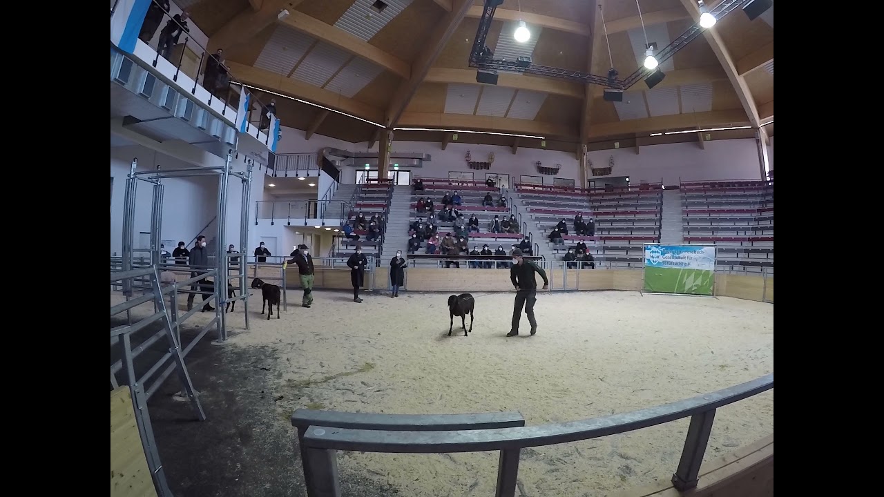 Rekordpreis für Braunen Bergschafbock beim Schafbockmarkt in Miesbach 2021
