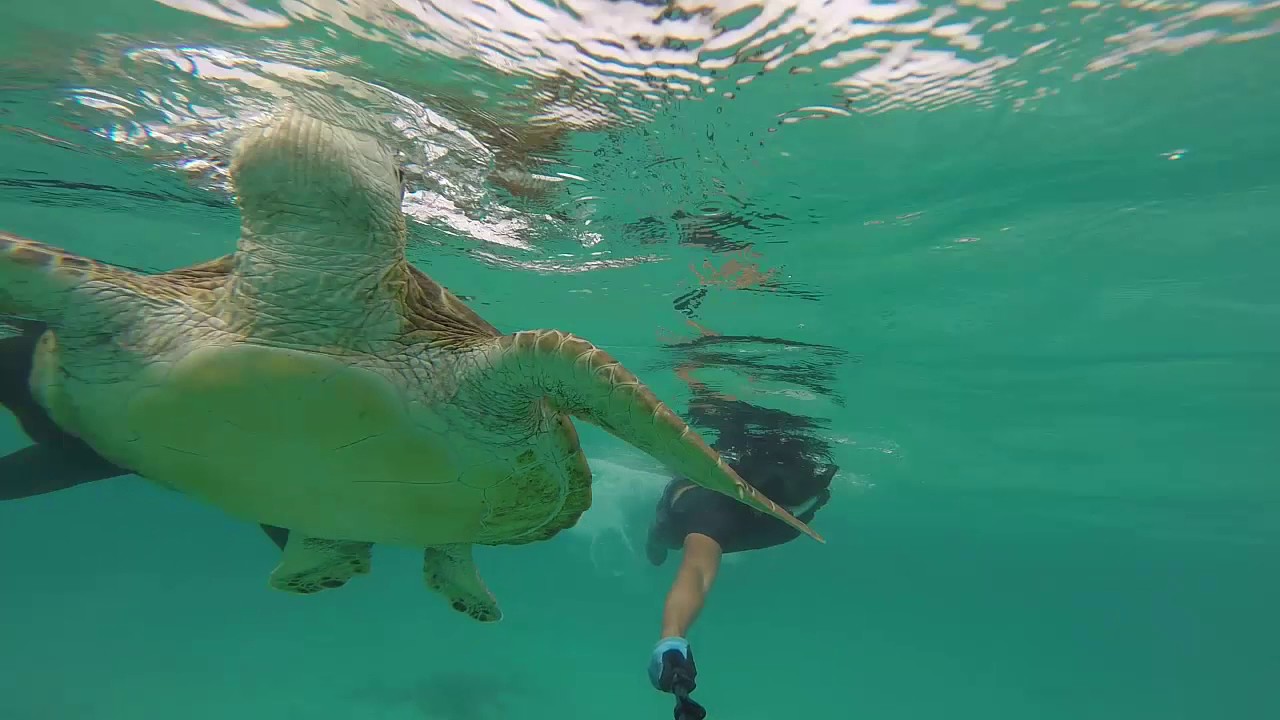 沖縄宮古島のウミガメと泳げるビーチ YouTube