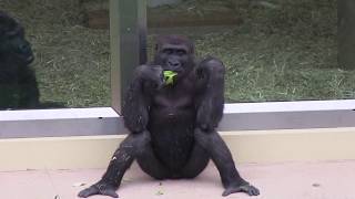 シャバーニ家族141  Shabani family gorilla