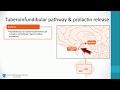 Dopamine pathways, antipsychotics and schizophrenia