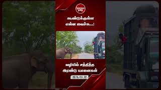 காட்டு யானையைச் சந்தித்த கூண்டில் அடைக்கப்பட்ட யானை... #elephant