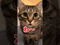 同意する「ね〜❤️」が、可愛すぎる保護猫ピノくん #猫 #cat
