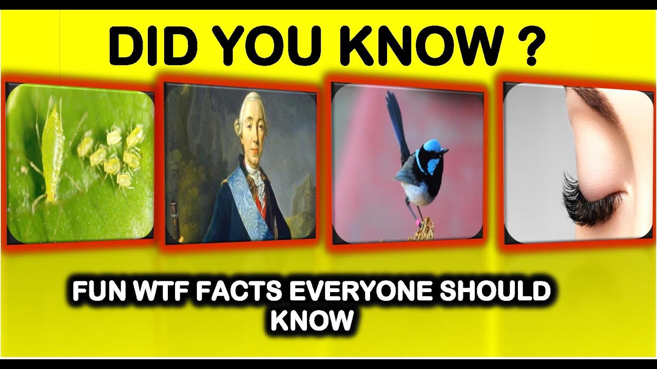 Did You Know Facts ? fun wtf facts 🤫 everyone should know part2 👍 