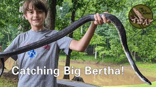The Biggest Black Rat Snake I've Ever Caught: Big Bertha!