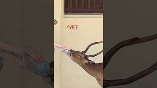 奈良公園で鹿に水をあげるやさしいひととき🦌💧 hu