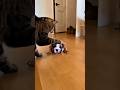 Acting tough until dad walks in 😂#funnyanimals #shorts #funnyshorts #petshorts #cat #dog
