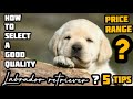 How to select a good quality Labrador puppy tamil | how to know purity of a lab puppy