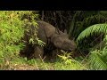 Javan Rhino (Rhinoceros sondaicus), Ujung Kulon, Java-Nashorn, Badak Jawa