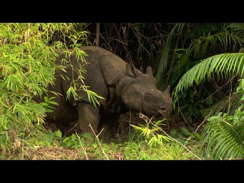 Javan Rhino (Rhinoceros sondaicus), Ujung Kulon, Java-Nashorn, Badak Jawa