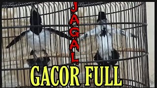 BURUNG JAGAL PAPUA GACOR FULL. SUARA KERAS NGEBAS cocok buat Pancingan jagal papua ||| Endemic Bird