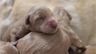 Cutest Crying Newborn Puppies Getting Clean By Their Mom | Newborn Puppies Crying For Mom's Milk