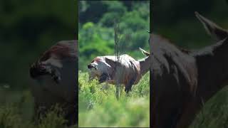 Heart-Stopping Moment in Slow Motion — Deer Down! #huntingdeer #animals #bowshot #whitetaildeer #fyp