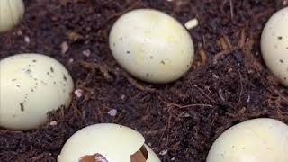Snail egg hatching