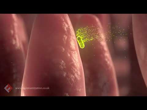 Анимация фагоцитоза и лизиса phagocytosis