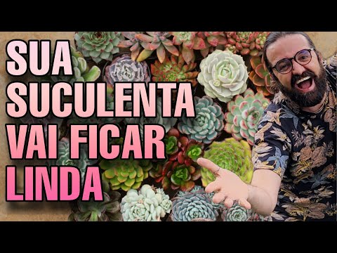 Vídeo: Suculentas cultivadas em recipientes - dicas sobre como cultivar suculentas em vasos