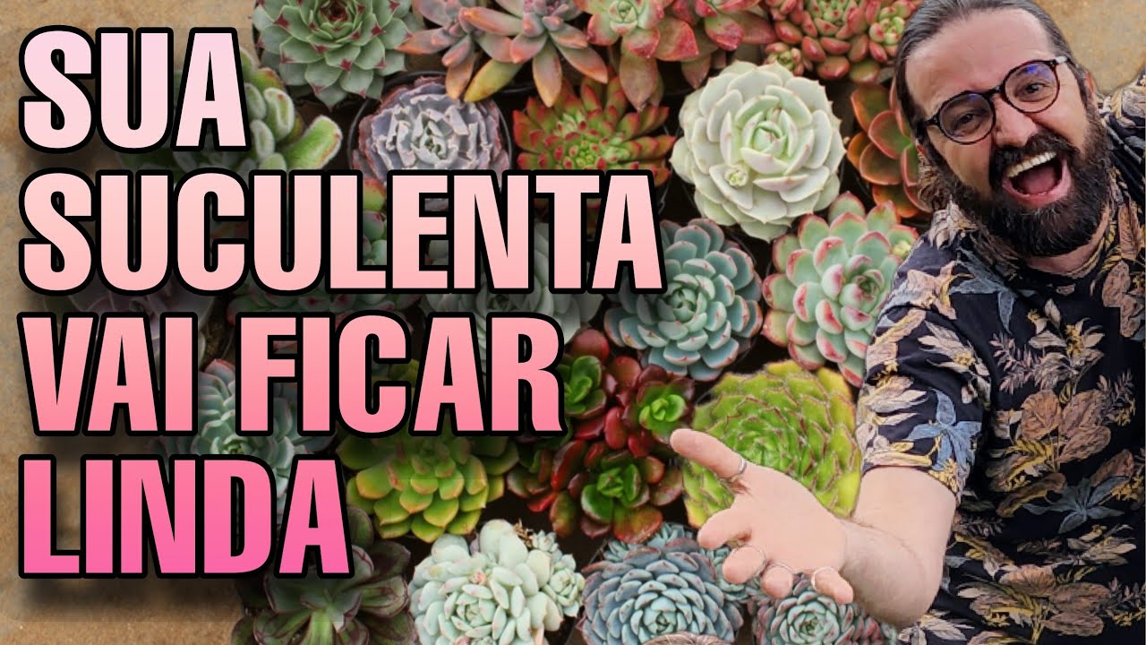 SUCULENTAS : DICAS PARA INICIANTES  // Jardim e cultivo