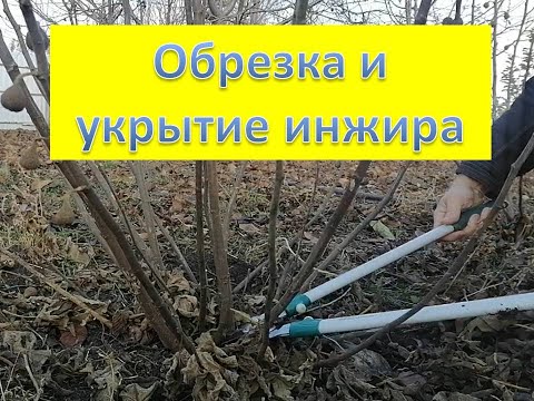Обрезаю и укрываю