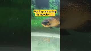 captain eating his noodles (worms) #shorts #facttech14
