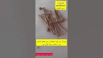 اکرکرہ کے فوائد عاقر قرحا کے طبی فائدے مردانہ کمزوری کا علاج 