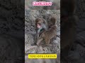 もしかして実の父親…？パンチくんと謎のオスザルの不思議な絆に涙✨【パンチくん🐵】