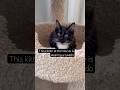 Tuxedo kitten at the rescue