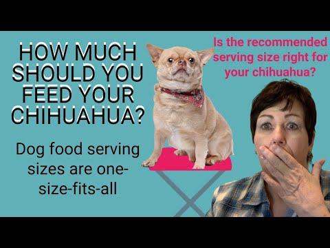 Video: How To Feed A Chihuahua