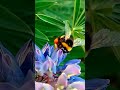 Сказочная природа🐝🐝🐝☺️.