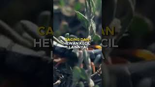 FAKTA UNIK KELABANG SI PREDATOR KANIBAL YANG MEMANGSA KAWANNYA SENDIRI #short #funfact #kelabang