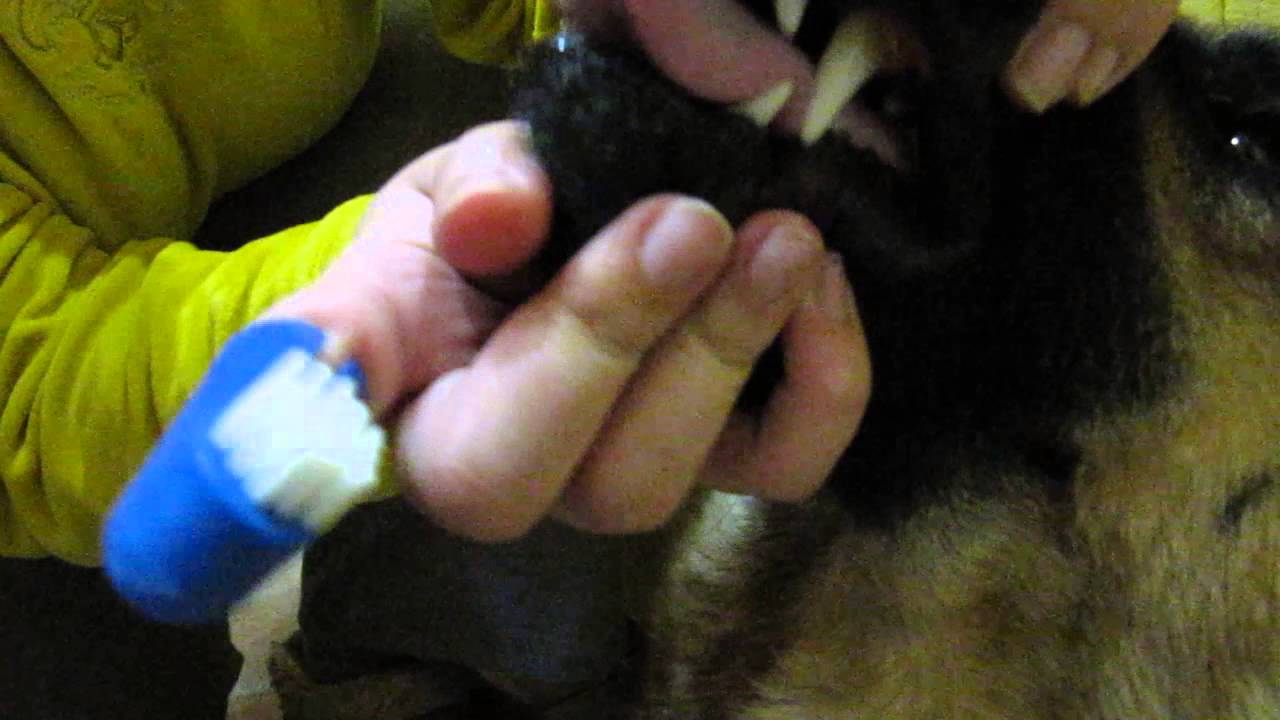 Brushing teeth to a german shepherd YouTube