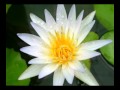 Music by sri chinmoy meditation