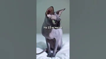 САМЫЕ УМНЫЕ ПОРОДЫ КОШЕК