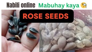 Paano magtanim ng mga buto ng rosas na binili online | You will never see me coming NEFFEX