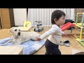 おやすみなさいの挨拶を忘れられビックリするラブラドールレトリバー【長女ゴン🐕次女サン🐕三女ユウ👶】