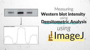 Quantifying Western Blot images using ImageJ | Densitometric analysis