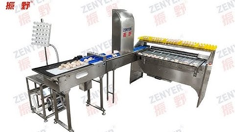 ZENYER NEW 101BS egg grader egg grading machine 4000 eggs/hour