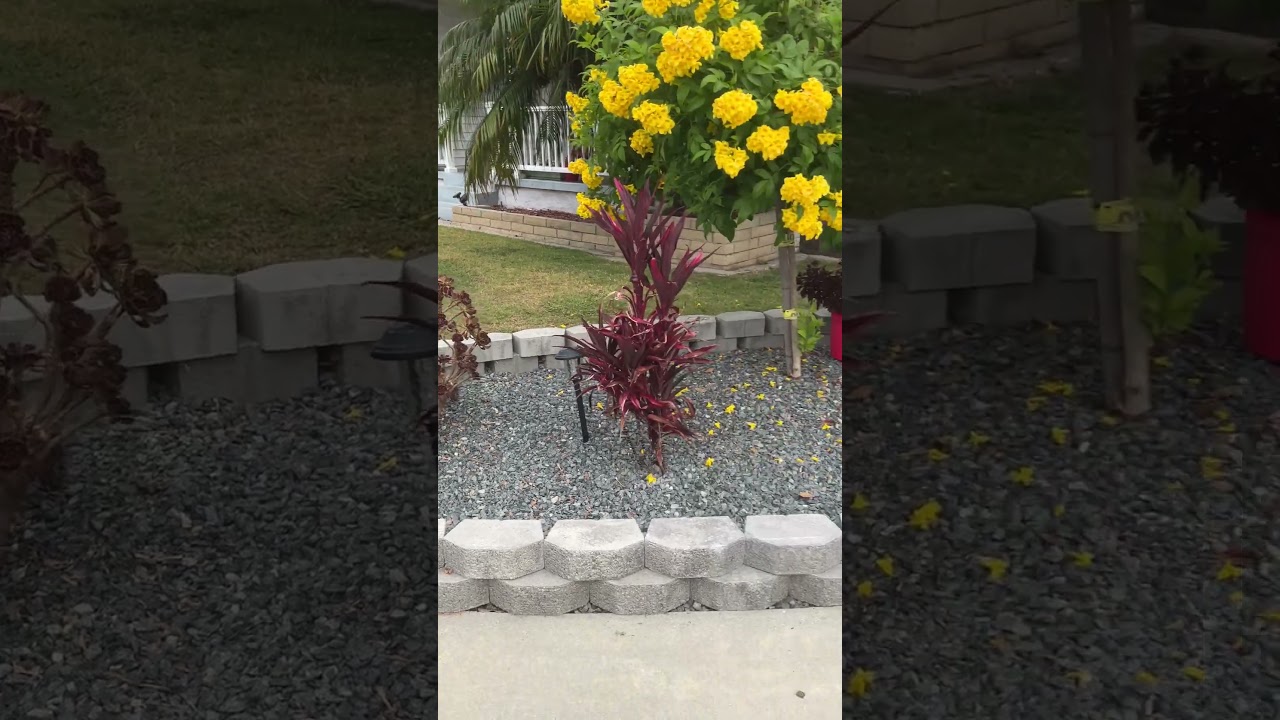 Took a walk, saw Gold medallion tree, aeonium, Euphorbia Cotinifolia Caribbean Copper Plant!