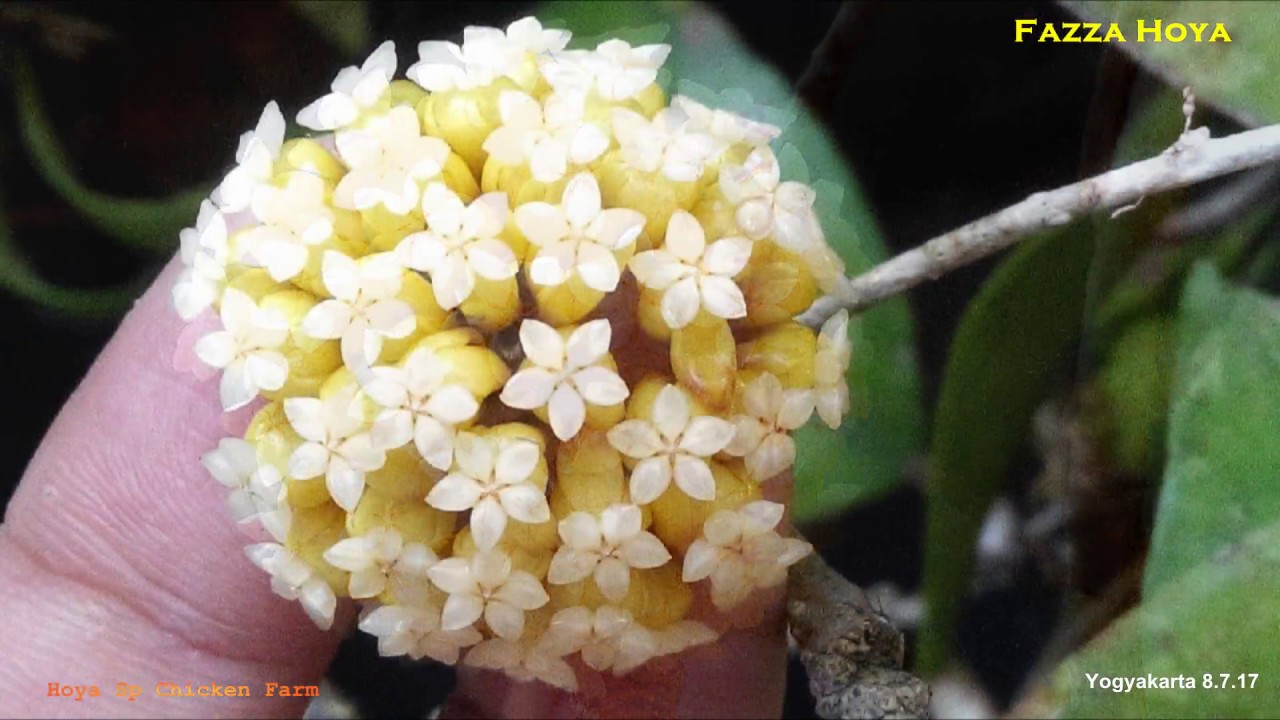 Hoya Sp. Chicken Farm @HoyaIndonesia Fazza Hoya 8.7.17