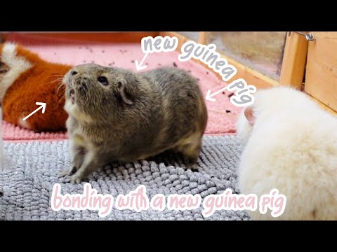 New Guinea Pig Introduction | Bonding Our New Guinea Pig