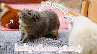 New Guinea Pig Introduction | Bonding Our New Guinea Pig