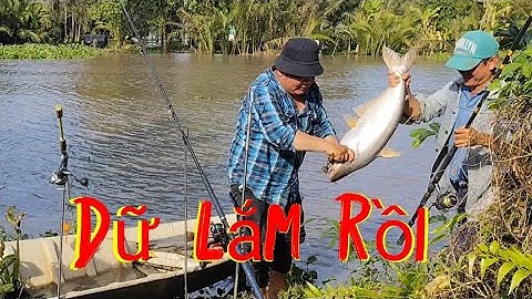 Câu cá tự nhiên/bài mòi chuyên câu cá tra và săn hugo là có thật 