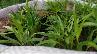 New Tip To Grow Vegetable In Bags For Beginner, បចចកទសដបនលកនងបវ