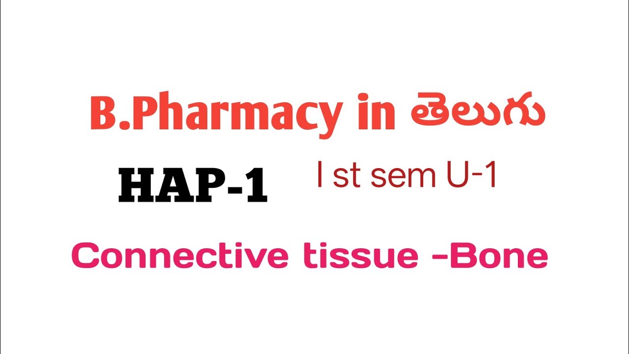 соединительная ткань||Кость|Бакалавр фармации, 1-й семестр|HAP|2025