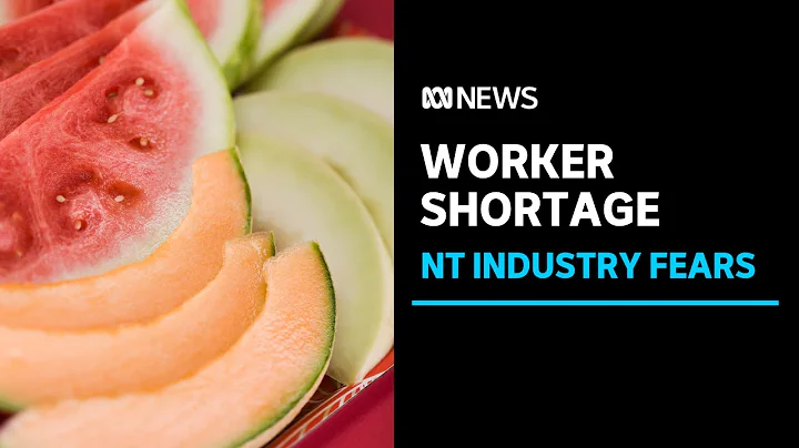 A worker shortage jeopardises the NT’s $70-million melon industry | ABC News - DayDayNews