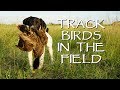 Train Your Puppy To Track Birds In The Field - Upland Bird Dog Training