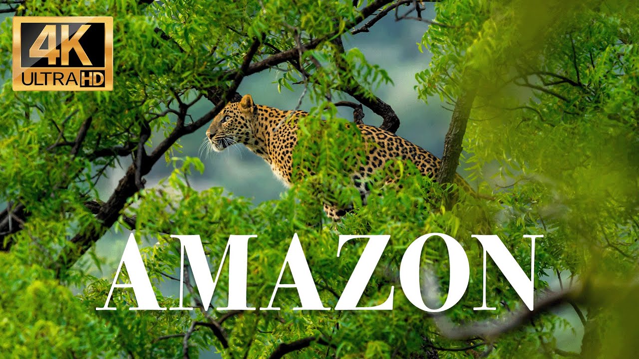 ⁣животные Амазонки 4k - Замечательный фильм о дикой природе с успокаивающей музыкой